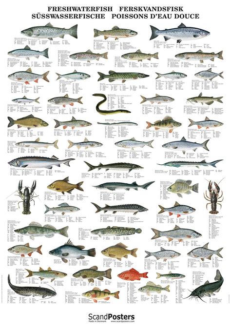 European Fishes: 46 Fish Types in Europe .